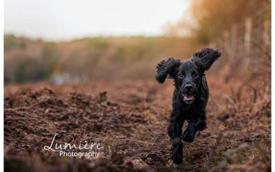 Cocker Spaniel Photoshoot at Bradgate Park