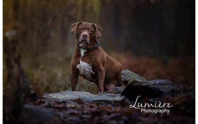 Boxer springer spaniel photoshoot at Beacon Hill
