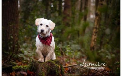 A wocker photoshoot in the Outwoods