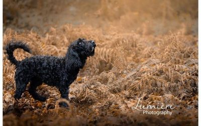 Black cockerpoo photoshoot near Loughborough