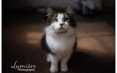 Photographing animals at Redgate farm animal sanctuary
