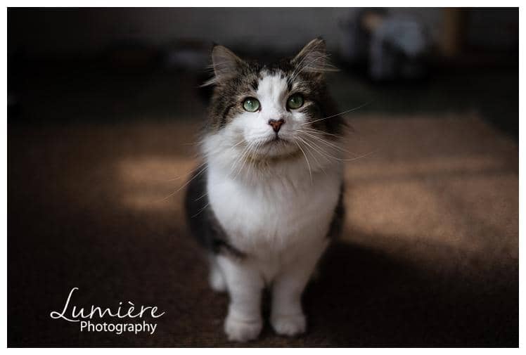 Lumiere-Photography-PET-PHOTOGRAPHER-LOUGHBOROUGH_0229