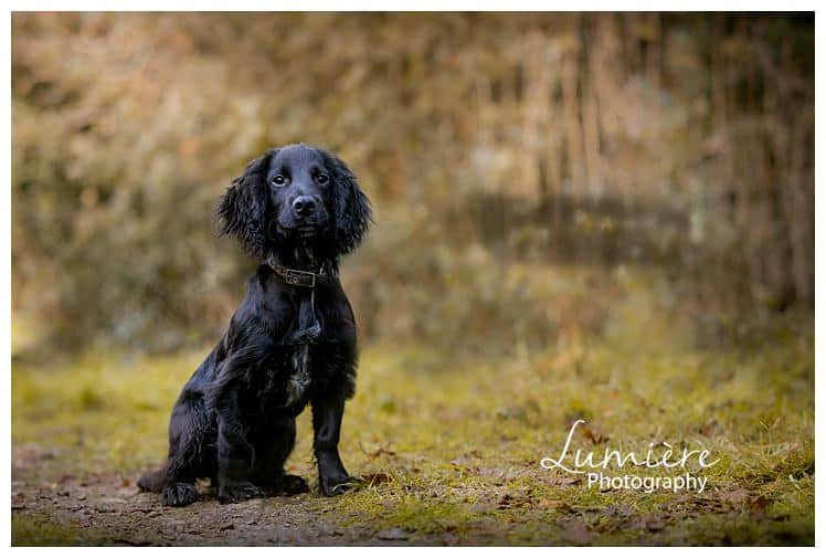dog photography : cocker spaniel in Bradgate Park