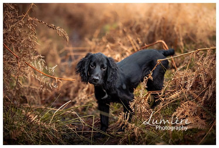 dog photography : cocker spaniel in Bradgate Park