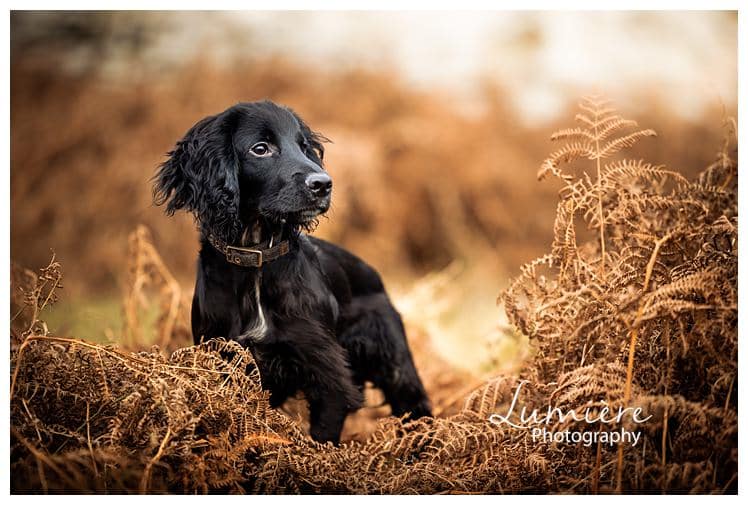 autumn dog photography in Bradgate Park