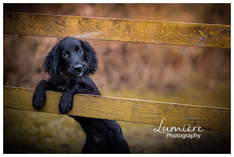cocker spaniel puppy in Bradgate Park