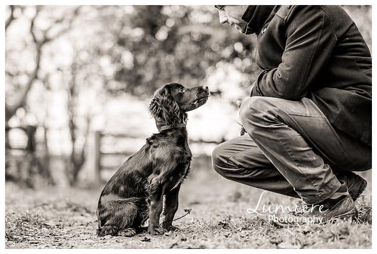 cocker spaniel puppy with his dad in Bradgate Park