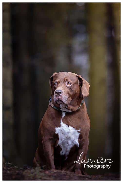 Boxer - springer spaniel at Beacon Hill photoshoot