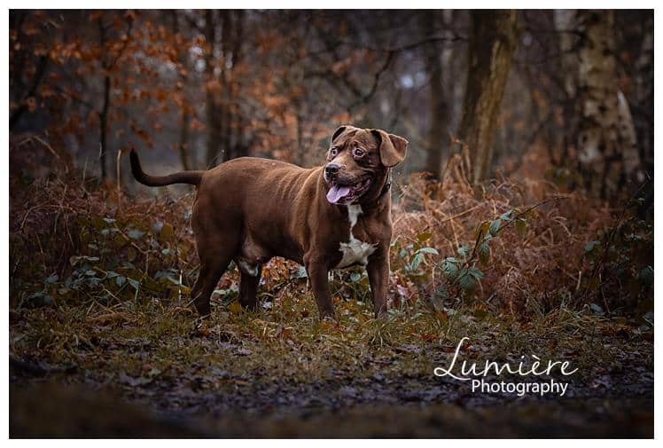 boxer springer spaniel photoshoot in Beacon HIll