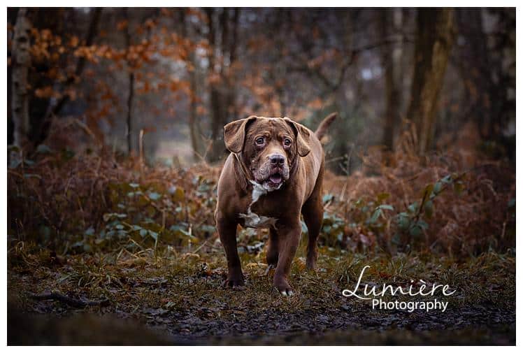 boxer springer spaniel photoshoot in Beacon HIll