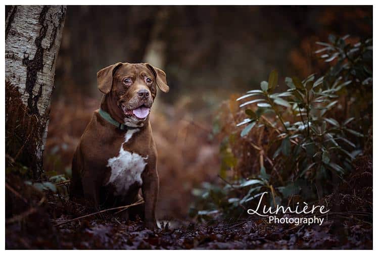 boxer springer spaniel photoshoot in Beacon HIll
