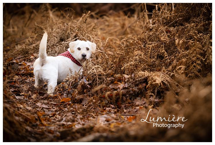 a wocker photoshoot in the Outwoods