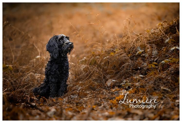 black cockerpoo photoshoot near Loughborough