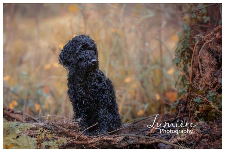 black cockerpoo photoshoot at watermead