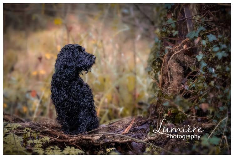 black cockerpoo photoshoot at watermead
