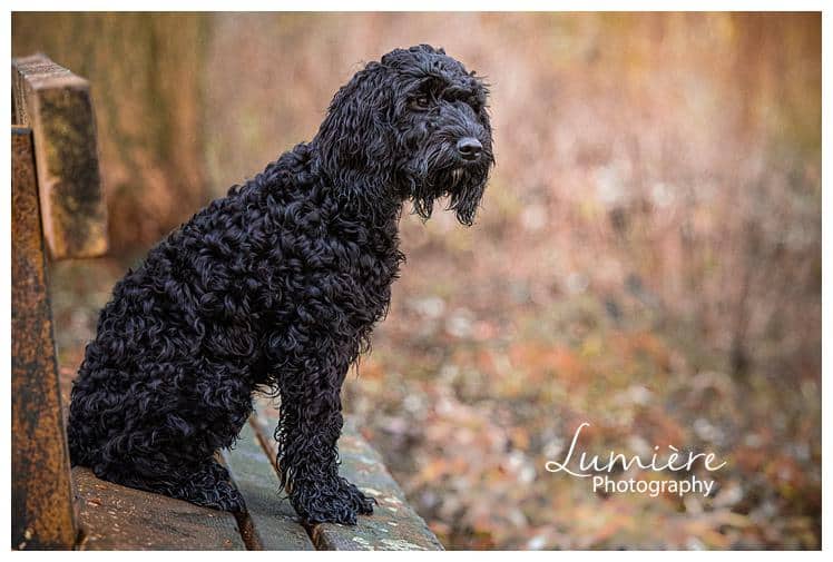 black cockerpoo photoshoot at watermead