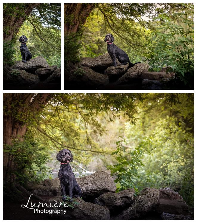 dog photoshoot at elvaston castle
