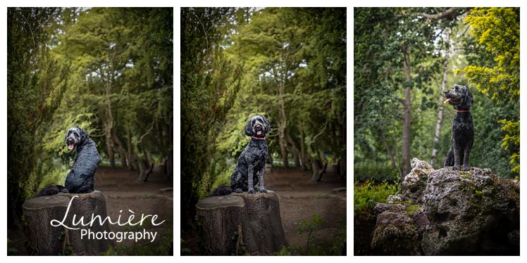 dogs photographey at elvaston castle