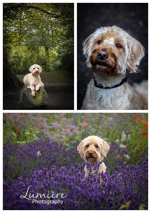 cockerpoo at elvaston castle