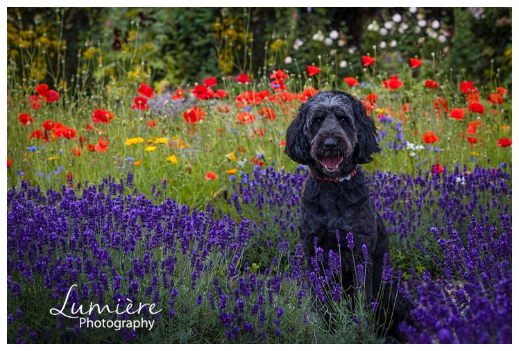 dog photography at elvaston castle