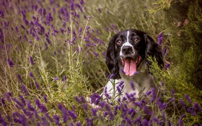 Spaniel puppy photos at home