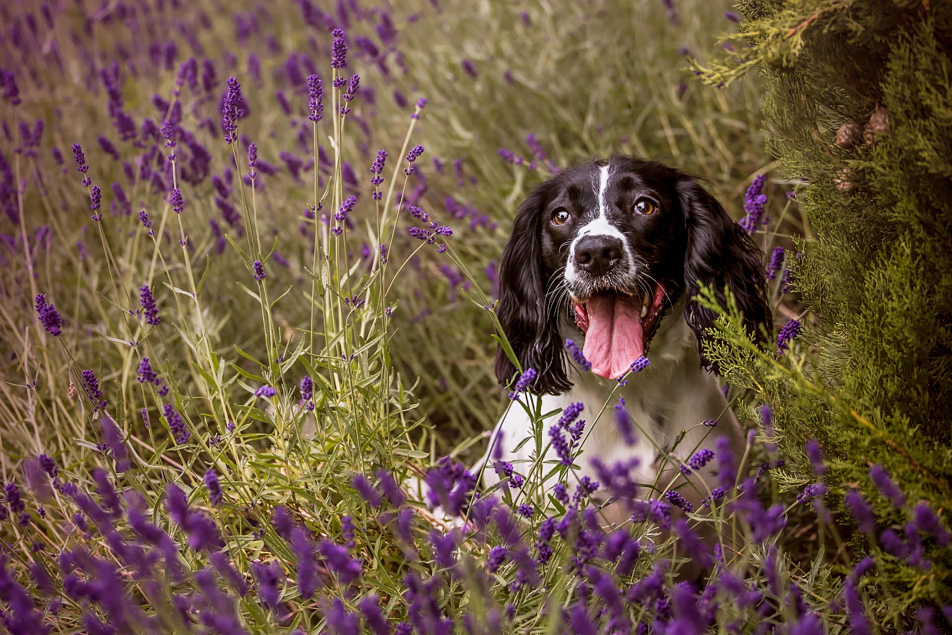 Dog photographer Lumiere Photography photo of dog in lavender loughborough pet photographer