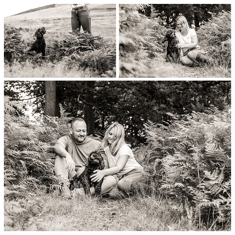older cockerpoo in Bradgate park