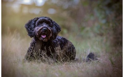 Older dog photoshoot at Bradgate park