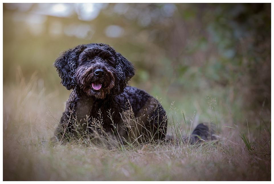 2nd August 2022 Lumiere Photography_-2 Older dog photoshoot at Bradgate park, a cockerpoo
