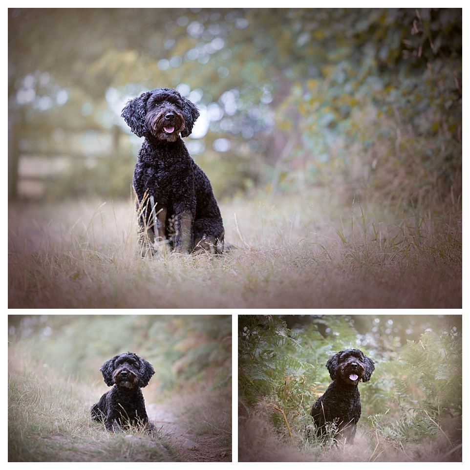 Cockerpoo photos in Bradgate park
