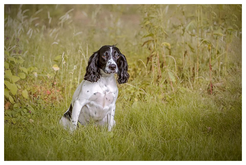 Spaniel puppy at home in grass