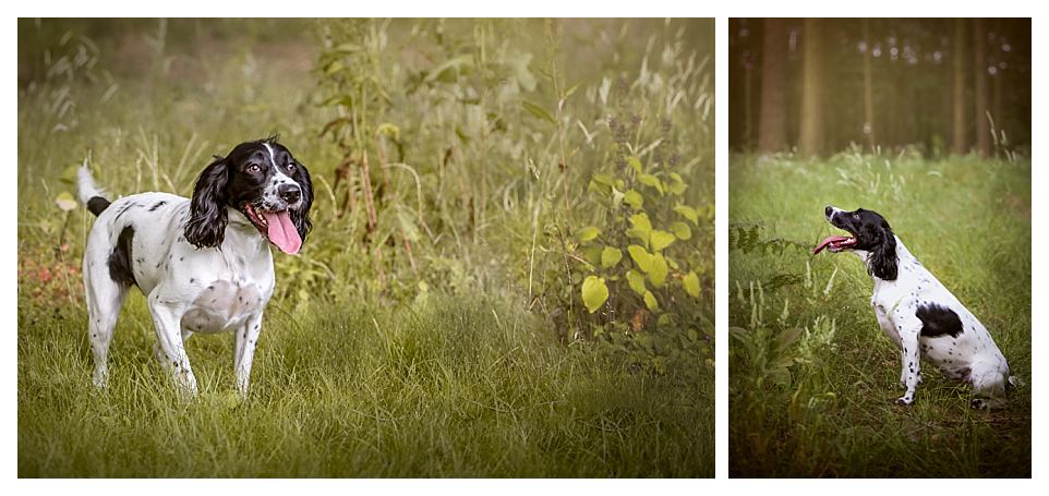spaniel puppy photoshoot