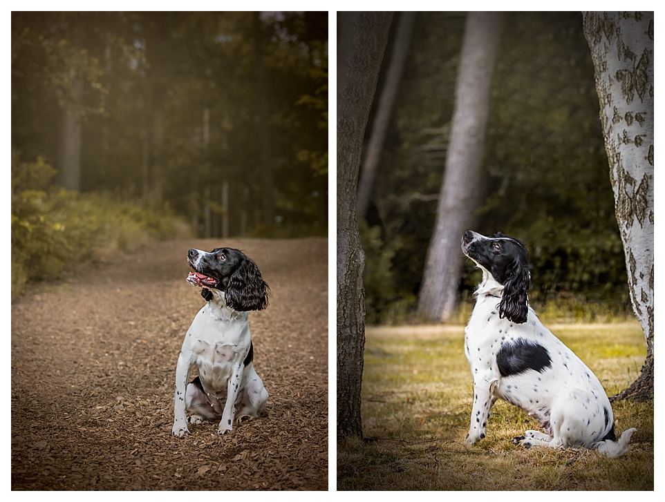 spaniel puppy in the woods